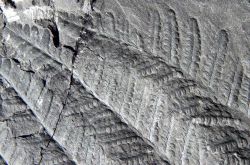 Pecopteris miltoni